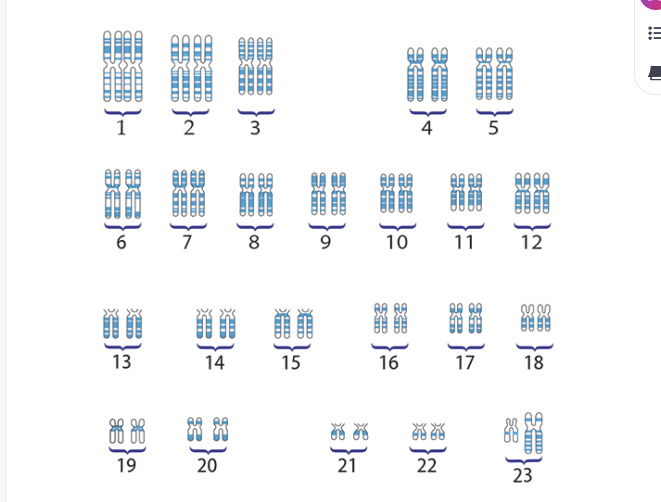 <p><span>Humans have 23 pairs of ____ chromosomes. Each pair consists of a chromosome inherited from each parent. ______ chromosomes are identical in size and shape, and possess the same genes. The exception is chromosome pair #23, the sex chromosomes. Females contain two copies of the X chromosome and males contain an X and Y chromosome. </span></p><ul><li><p>23 pairs of chromosomes. One of each is inherited from each parent. Each pair is the same size and shape, except for the sex chromosomes.</p></li></ul><p></p>