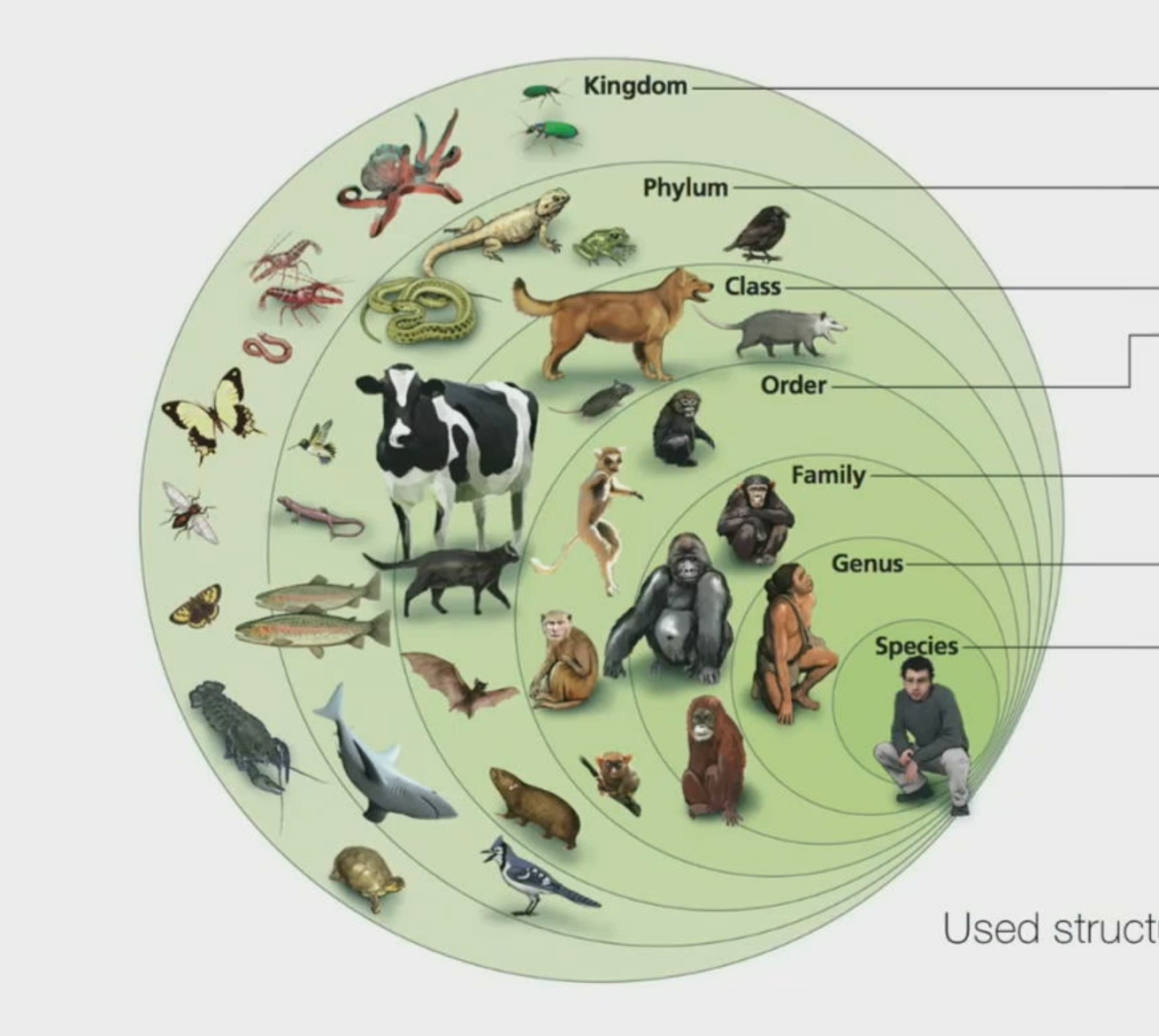<p>Linnean taxonomy: Modern and archaic humans (genus)</p>
