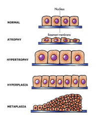 <p>What are cell adaptations?</p>
