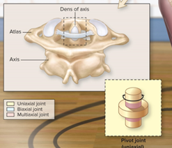 <p>bone with a rounded surface fits into ring formed by a ligament and another bone (atlantoaxial joint)</p>