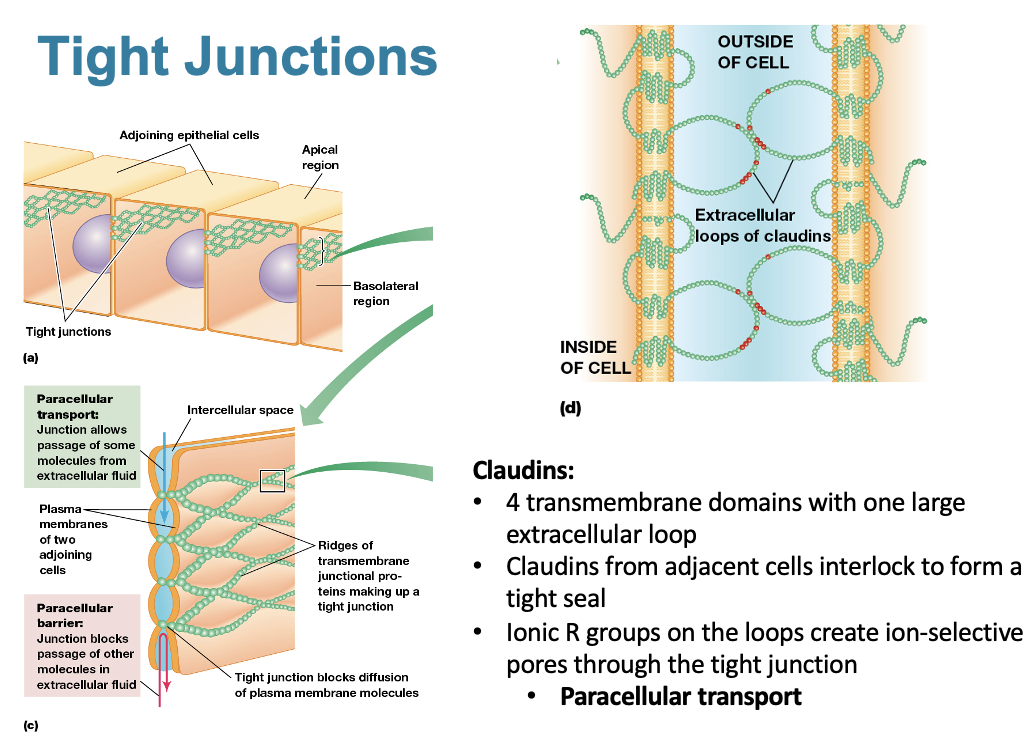 <p><strong>Claudins:</strong></p><ul><li><p>4 transmembrane domains with one large extracellular loop</p></li><li><p>claudins from adjacent cells interlock to form a tight seal</p></li><li><p>Ionic R group on the loops create ion-selective pores through the tight junction</p></li><li><p>Paracellular Transport</p></li></ul><p></p>