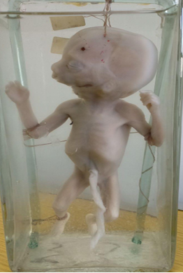 <p>identify specimen ? <br>characters ? <br></p>