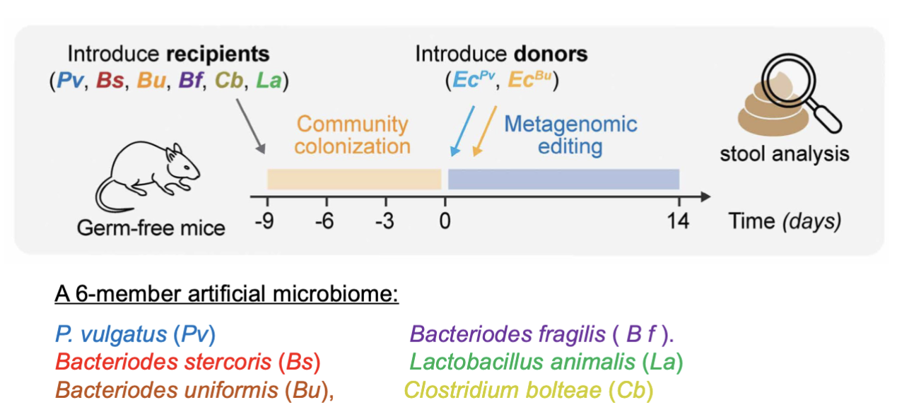 <p>GF mice given 6 commensal species (pic)</p><p>4% OV got the DNA precisely integrated but got lost in 10 days</p><ul><li><p>they were only successsfully able to edit bacteroids thetaiotaomicron</p></li><li><p>selected for b thetawhatever that got the transposon by addiont 3 genes in transposon that give bacterium a growth advantage then gave them inulin (hella hard to digest, most cant)</p></li></ul><p></p><p>BACTRINS (therapeutic e.coli donor strain that can be fed to mice infected w shiga toxin</p><ul><li><p>BACTRINS uses CAST to deliver transposon into shiga toxin gene —> not virulent yay</p></li></ul><p></p>