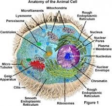 <p>Cells which contain membrane bound organelles and a developed nucleus</p>