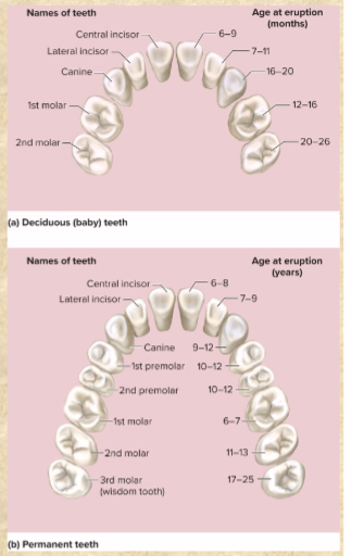 <p>2 incisors—chisel-like; cut/bite</p><p>1 canine—pointed; puncture &amp; shred</p><p>2 premolars—broad surface; crush &amp; grind</p><p>3 molars—even broader surface! crush &amp; grind</p>