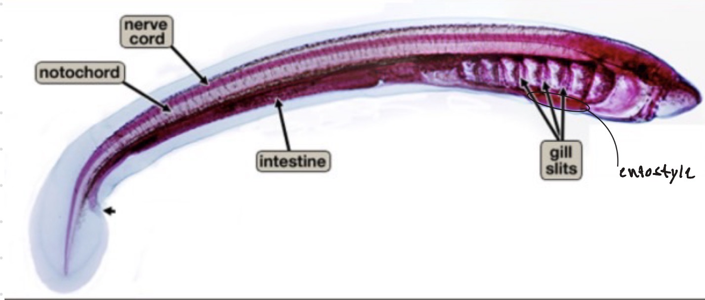 <p>pharynx with gill slits —> Gas exchange, filter feeding</p><p>endostyle —> secretes mucus onto gills</p><p>notochord —> structural support</p><p>dorsal nerve cord —> CNS</p><p>myomeres —> muscle tissue, structural integrity and movement</p>