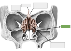 <p>The ethmoid bone: this is the</p>