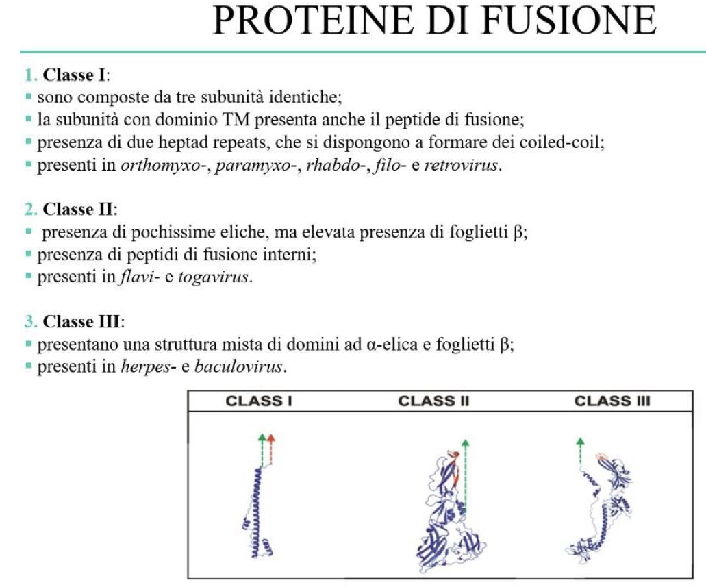 <p>La penetrazione:</p><ul><li><p>Mentre l’adsorbimento è un processo passivo (può avvenire fino a 4°C), la penetrazione è un processo attivo che è possibile solo a temperature ottimali per la cellula.</p></li><li><p>Due modalità in base alla presenza dell’envelope:</p><ul><li><p>Virus senza envelope → entrano nella cellula tramite traslocazione diretta attraverso la membrana o per endocitosi (in vescicole)</p></li><li><p>Virus con envelope → entrano per fusione dell’envelope con la membrana cellulare esterna o per endocitosi in vescicole e poi l’envelope si fonde con la membrana dell’endosoma</p></li></ul></li></ul><p>L’esposizione (uncoating):</p><ul><li><p>Consiste nella liberazione del genoma virale nel citosol per renderlo accessibile alla cellula e avviare la replicazione</p></li><li><p>Nei virus con envelope → la fusione richiede proteine virali specializzate (proteine fumogene) che permettono la fusione delle membrane</p><ul><li><p>la loro attivazione avviene a pH neutro e dall’interazione anti-recettore/recettore</p></li><li><p>Invece la fusione tra envelope e membrana eneolitica avviene a pH acido dovuto all’ambiente endosomale, grazie ad alcuni virus (come quello influenzale) che usa proteine che fungono da canali per H+</p></li></ul></li></ul><p></p>