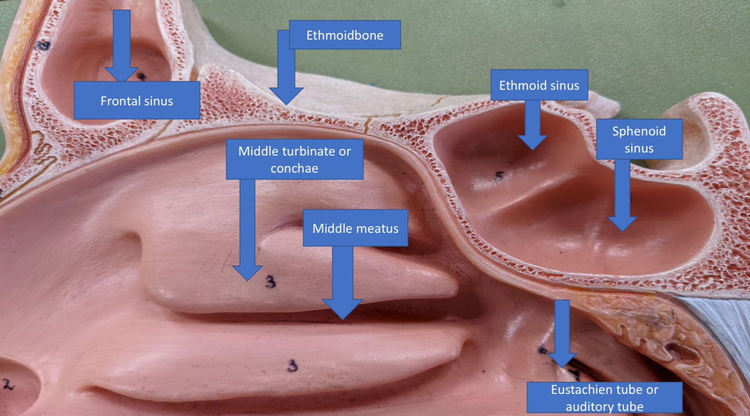 knowt flashcard image