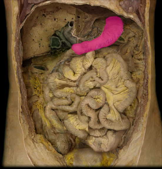 <p>What organ is this?</p>