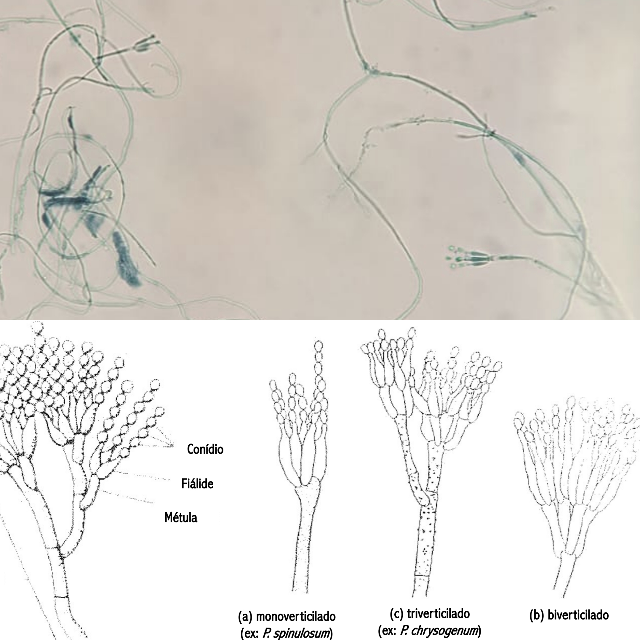 <p>Indica:</p><p class="has-focus">Se é fungo filamentoso inferior ou superior</p><p class="has-focus">O gênero do fungo</p><p class="has-focus">Características que o distingue</p>