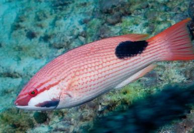 <p>Bodianus bilunulatus</p>