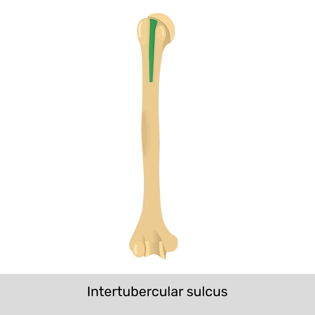 <p>sulcus</p>