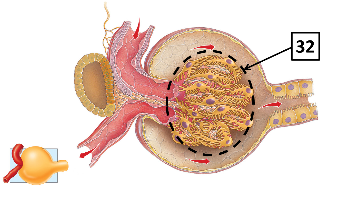 <p>Name and function </p>