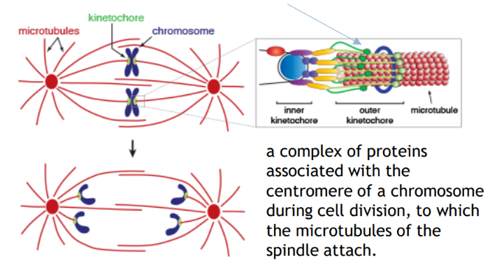 <p>Kinetochore</p>