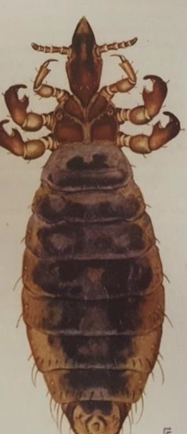 <p>ID type of louse</p>