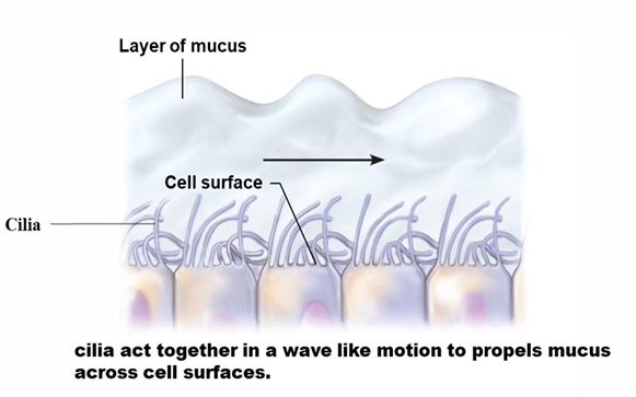 <ul><li><p>Motile cellular extensions on the top of cells</p></li></ul><p></p>
