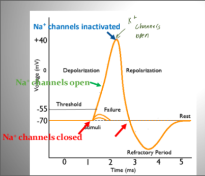 <ul><li><p><span style="background-color: transparent;"><strong>A sufficient depolarization causes voltage gated NA+ channel </strong></span><span>&nbsp;</span></p></li></ul><ul><li><p><span style="background-color: transparent;"><strong>Na⁺ enters the cell down its electrochemical gradient.</strong></span><span>&nbsp;</span></p></li></ul><ul><li><p><span style="background-color: transparent;"><strong>The influx of positive charge depolarizes the membrane further, opening more Na⁺ channels through positive feedback.</strong></span><span>&nbsp;</span></p></li></ul><ul><li><p><span style="background-color: transparent;"><strong>This produces the rapid rising phase of the action potential.</strong> <br></span></p></li></ul><p></p>