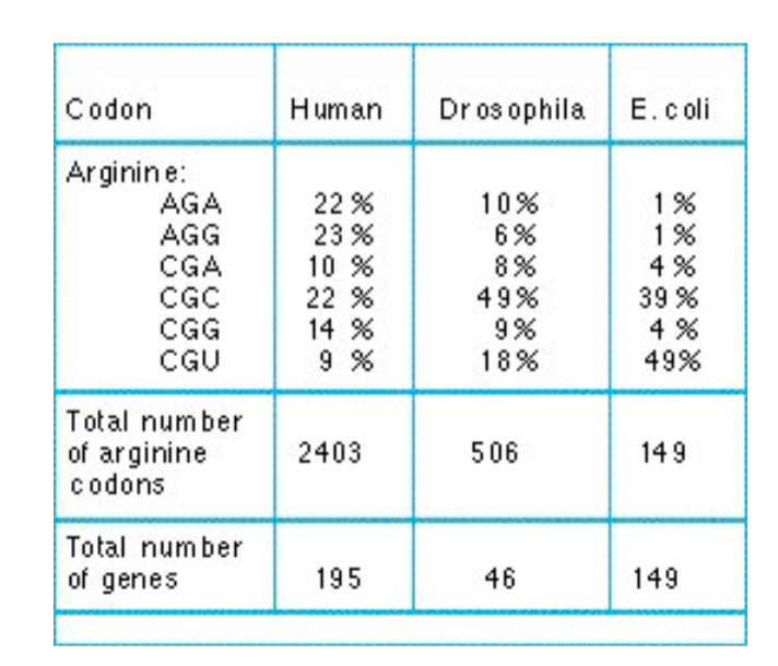 <ul><li><p>while the same codons encode for the same a.a’s, the codon usage is different from species to spcecies</p><ul><li><p>e.g. 22% of Arg codons are AGA in the human genome, while 1% of the Arg codons are AGA in <em>E. coli</em>. Accordingly, there are more tRNA w/ the GCG anti-codon compared to UCU in <em>E. coli</em></p></li></ul></li><li><p>in many fast-dividing organisms, there is a strong correlation b/w codon usage and protein abundance, as translation of an abundant protein will be favored by the higher concentrations of corresponding tRNAs in the cell </p></li><li><p>there’s a correlation between frequency of a given codon and tRNA abundance. </p></li><li><p>Genes for which numerous low frequency codons are expressed at lower levels</p></li></ul><p></p>