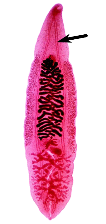 <p><span>The arrow indicates which structure in the fluke?</span></p>