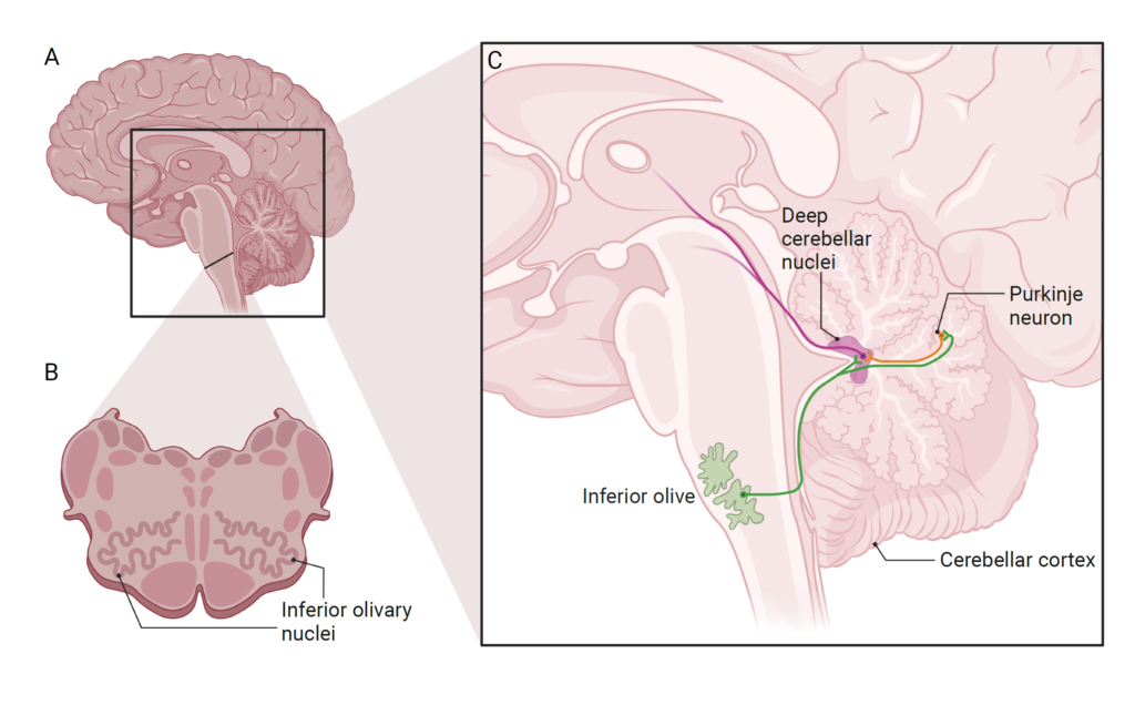<p>Lateral part of medulla oblongata →  in the depth of the olive</p>