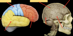 <p>What are the highlighted parts of the brain?</p>