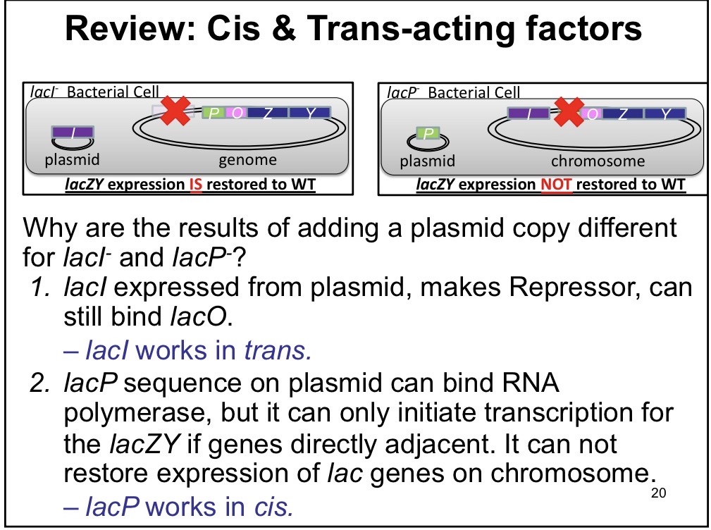 <p>The protein made from the gene sequence is important, can diffuse</p><p>Ex: Regulatory proteins —> LacI acts in trans since it can be generated on the plasmid and still express wild type levels even if it can’t be generated on the chrommosome</p>