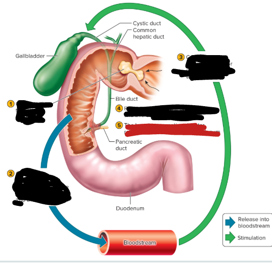 <p>gallbladder process step 5 </p>