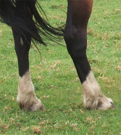 <p>What leg marking is this?</p>