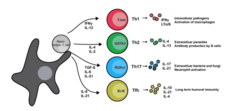<p>What prevents autoimmunity?</p>