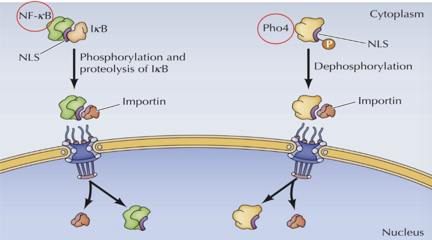 <ol><li><p>NF-kB/NLS/IkB is phosphorylated and proteolyzed (IkB dissociates), allowing importin to attach</p></li><li><p>Proceeds through NPC into nucleus</p></li></ol><p><u>or</u></p><ol><li><p>Pho4/NLS/P<sub>i</sub> is dephosphorylated (unmasks NLS), allowing importin to attach</p></li><li><p>Proceeds through NPC into nucleus</p></li></ol><p></p>