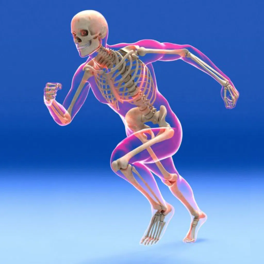 <p>The Musculoskeletal system affects</p>
