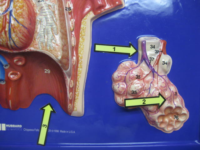 <p>Identify 1, 2 and 3?</p><p>Lab Image 5-3</p>