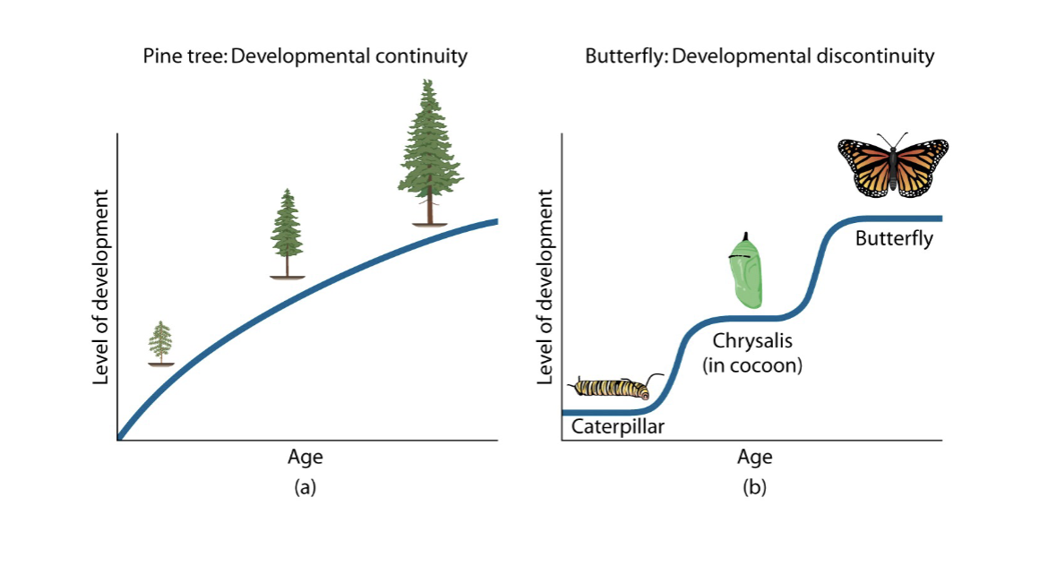 <ul><li><p>continuous: changes with age occur gradually in small increments; development occurs skill by skill, task by task: quantitative; learning theorists; Watson &amp; Bandura</p></li><li><p>discontinuous: changes with age include occasional, large shifts; developmental shifts result in qualitative changes; stage theorists; piaget, freud, erikson, kohlberg</p></li></ul><p></p>