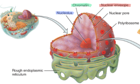 <p>stores DNA and controls cell activities</p><ul><li><p>has 3 structures</p><ul><li><p><mark data-color="yellow" style="background-color: yellow; color: inherit;">nuclear envelope</mark><strong><mark data-color="yellow" style="background-color: yellow; color: inherit;">(19)</mark></strong>- double membrane surrounding nucleus(protection): <em>pores allow substances in/out</em></p></li><li><p><mark data-color="yellow" style="background-color: yellow; color: inherit;">nucleoli- </mark>dark stained structure inside nucleus that make rRNA + ribosome subunits</p></li><li><p><mark data-color="yellow" style="background-color: yellow; color: inherit;">chromatin</mark>- contains cell’s genetic information</p><ul><li><p><em>nucleosomes- </em>DNA wrapped around histones</p></li><li><p><em>chromosomes- </em>condensed chromatin protects cell during division</p></li></ul></li></ul></li></ul><p></p>
