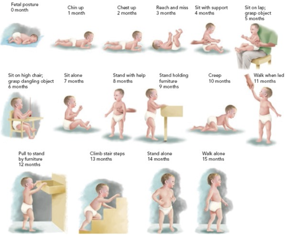 <p><span style="font-family: "Inria Serif", serif;"><strong>Growth</strong></span></p><p><span style="font-family: "Inria Serif", serif;"><strong>Infants</strong>: weight 3x in first year</span></p><p><span style="background-color: transparent; font-family: "Inria Serif", serif;"><strong>Toddler</strong></span><span style="font-family: "Inria Serif", serif;">: ages 1-3 years</span></p><ul><li><p><span style="font-family: "Inria Serif", serif;"><em>Average growth</em>: 3-5 lb, 3-5 in./yr</span></p></li><li><p><span style="font-family: "Inria Serif", serif;">Rapid increase in gross and fine motor skills</span></p></li><li><p><span style="font-family: "Inria Serif", serif;">Increasing independence, like to explore their environments, language skills develop</span></p></li></ul><p><span style="font-family: "Inria Serif", serif;"><strong>Preschool</strong>: ages 4-5 yrs</span></p><ul><li><p><span style="font-family: "Inria Serif", serif;"><em>Average growth</em>: 4-6.5 lb, 2.75 in per yr</span></p></li><li><p><span style="font-family: "Inria Serif", serif;">Increasing autonomy, growing language skills</span></p></li><li><p><span style="font-family: "Inria Serif", serif;">Expanding behavior control</span></p></li><li><p><span style="font-family: "Inria Serif", serif;"><em>Physical</em>:</span></p><ul><li><p><span style="font-family: "Inria Serif", serif;">Increase in skull size, jaw widens to accommodate teeth</span></p></li><li><p><span style="font-family: "Inria Serif", serif;">‘Baby’ fat is lost, Protuberant abdomen by 4th yr</span></p></li></ul></li></ul><p></p><p><span style="font-family: "Inria Serif", serif;"><strong>Development</strong>&nbsp;</span></p><ul><li><p><span style="font-family: "Inria Serif", serif;">Palmar grasp</span></p></li><li><p><span style="font-family: "Inria Serif", serif;">Pincer grasp</span></p></li><li><p><span style="font-family: "Inria Serif", serif;">Protective reflexes</span></p><ul><li><p><span style="font-family: "Inria Serif", serif;">Rooting, ability to suckle, coordinate sucking, swallowing, breathing</span></p></li><li><p><span style="font-family: "Inria Serif", serif;">State of arousal provides a framework to observe, understand, &amp; interact with infants</span></p></li></ul></li></ul><p></p>