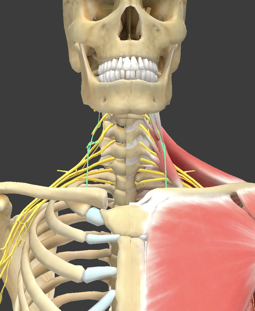 <p>Phrenic nerve - comes from cervical plexus </p>
