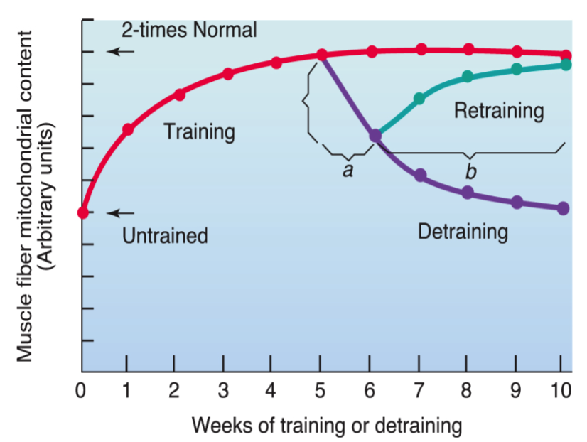 <ul><li><p>half-time response within 1 week</p></li></ul><ul><li><p>99% of responses occur in about 6 weeks</p></li><li><p>same response with detraining (50% loss within one week)</p><ul><li><p>majority lost within 2 weeks</p></li></ul></li></ul><p></p>
