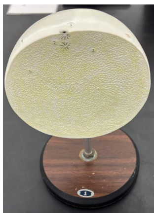 <p>what stage is this</p>