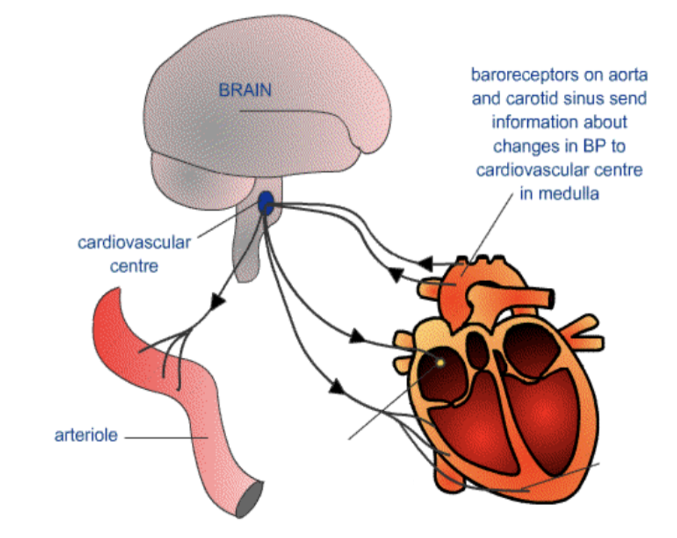 <p>stimulus causes a decrease in BP</p><p>baroreceptors - detect drop in BP</p><p>sends a message (neurons) to the control center (CV center of brain) </p><p>sends a message (neurons) to the effectors </p><p>heart = increases force & rate of heart contraction</p><p>blood vessels = vasoconstriction (get smaller, reduce blood flow, and increase pressure)</p><p>result: BP increased to homeostatic levels </p><ul><li><p>process also works to decrease BP </p></li></ul><p></p>