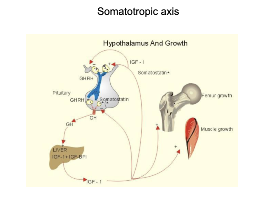<ul><li><p>GH → IGF-1 pathway</p></li><li><p>Central regulator of ageing</p></li></ul><p></p>
