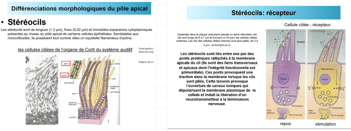 <p>la tu vu les stéréocils?</p><p>Stéréocils</p><p>* expansions cytoplasmiques</p><p>* possèdent un squelette filamenteux d'actine (comme les microvillosités mais bcp plus grand)</p><p>ex de stéréocils :  les cellules ciliées de l'organe de corti--cochléa, oreille interne</p><p>les stéréocils des cellules auditives externes sont importantes pour l'audition</p><p>* Fonctionnement</p><p>3 stéréocils croissants en grandeur sont liés par des proteines</p><p>les 2 premiers contiennent un canal ionique</p><p>les 3 cils plongent dans le liquide du canal cochléaire chargé de k</p><p>la cellule cillée comporte des vésicules remplis de neurotransmetteurs</p><p>lorsque les stéréocils sont stimulés, ils se plient (stimulation de la cellule)</p><p>→le kinocil tire sur les 2 autres stéréocils</p><p>→la tension fait les canaux et s'ouvrir</p><p>→de k+ entrent</p><p>→ dépolarisation de la cellule</p><p>→ relachement des neurotransmetteurs</p>