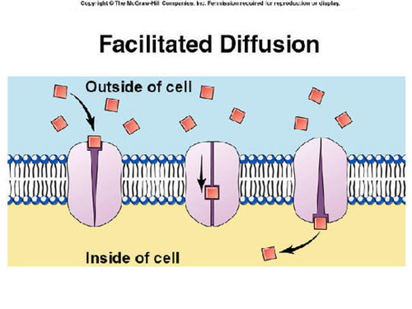 <p>Passive movement through membrane transport proteins from high concentration to low concentration.</p>