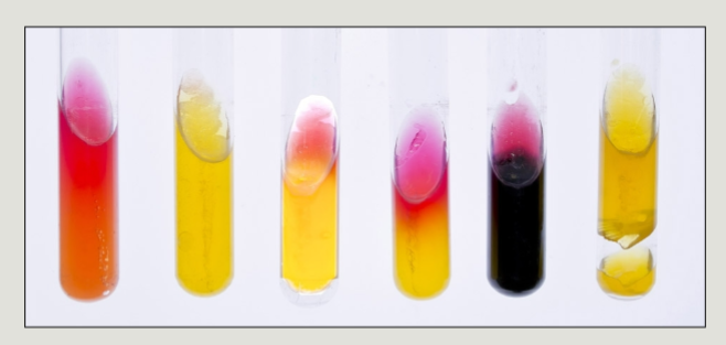 <p>lactose fermentation</p><p>glucose fermentation fermentation</p><p>sulfur reduction</p>