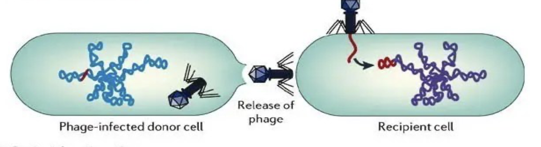 <p>Transfer of genes from one cell to another by a bacteriophage</p><ul><li><p>Transfers fragments of donor DNA by incorporation into defective phage particles</p></li><li><p>Transfers smallest amount of chromosomal DNA since fragments have to fit into the transducing particle</p></li><li><p>A form of recombination in bacteria</p></li></ul><p></p>