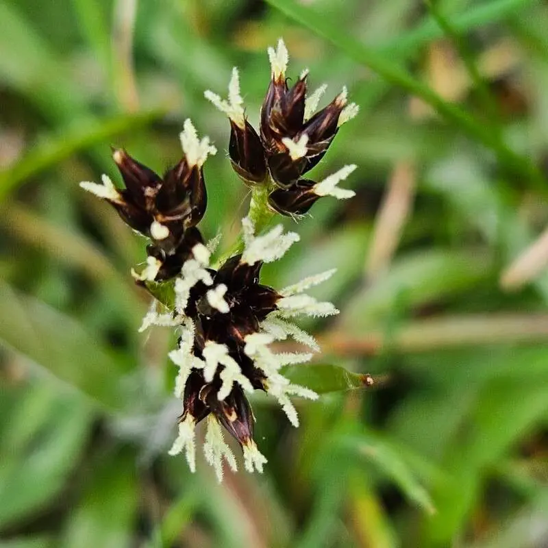 <p>Knippfryle - Luzula campestris</p>