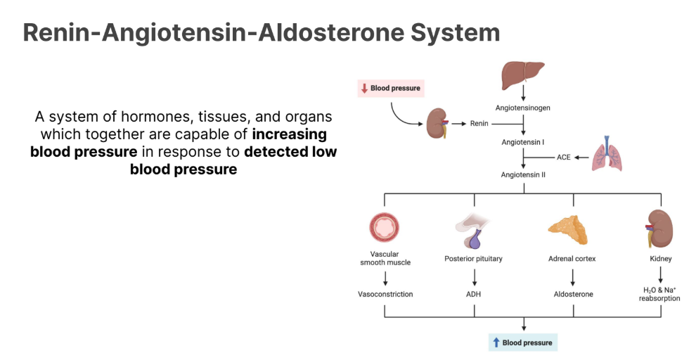<p>A system of hormones, tissues, and organs which together are capable of <strong>increasing blood pressure</strong> in response to <strong>detected low blood pressure</strong></p>