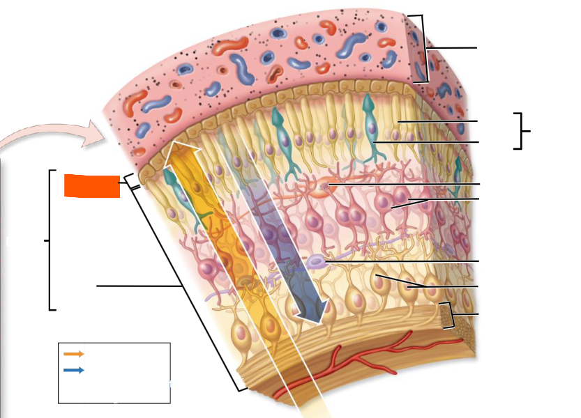 knowt flashcard image
