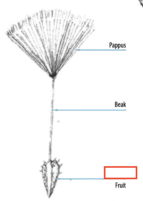 <ul><li><p><span><span>type of simple dry fruit produced by many species of flowering plants</span></span></p></li><li><p><span><span>contain a single seed that nearly fills the pericarp, but does not adhere to it</span></span></p></li></ul><p></p>