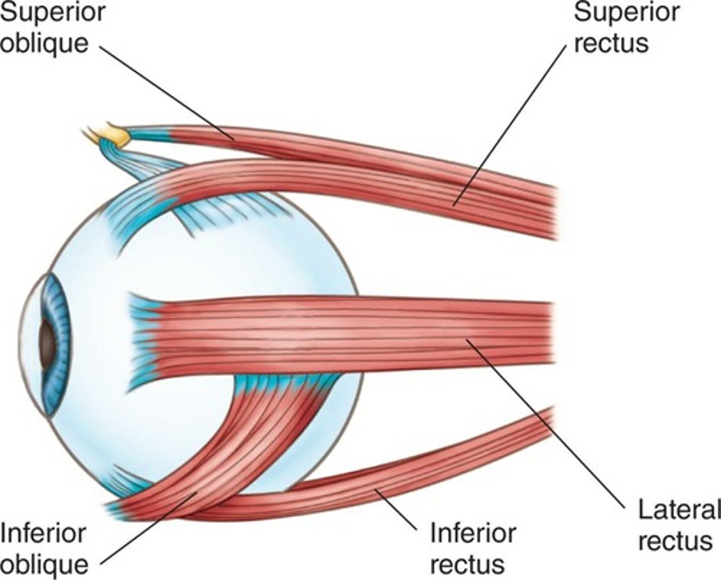 <p>Six major eye muscles (three pairs): superior and inferior oblique muscles, superior and inferior rectus muscles, lateral and medial rectus muscles.</p>